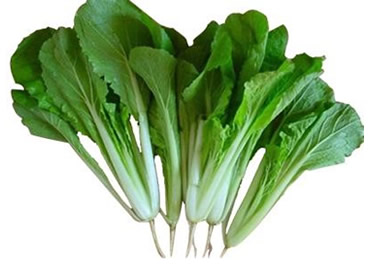 小白菜的家庭種植方法